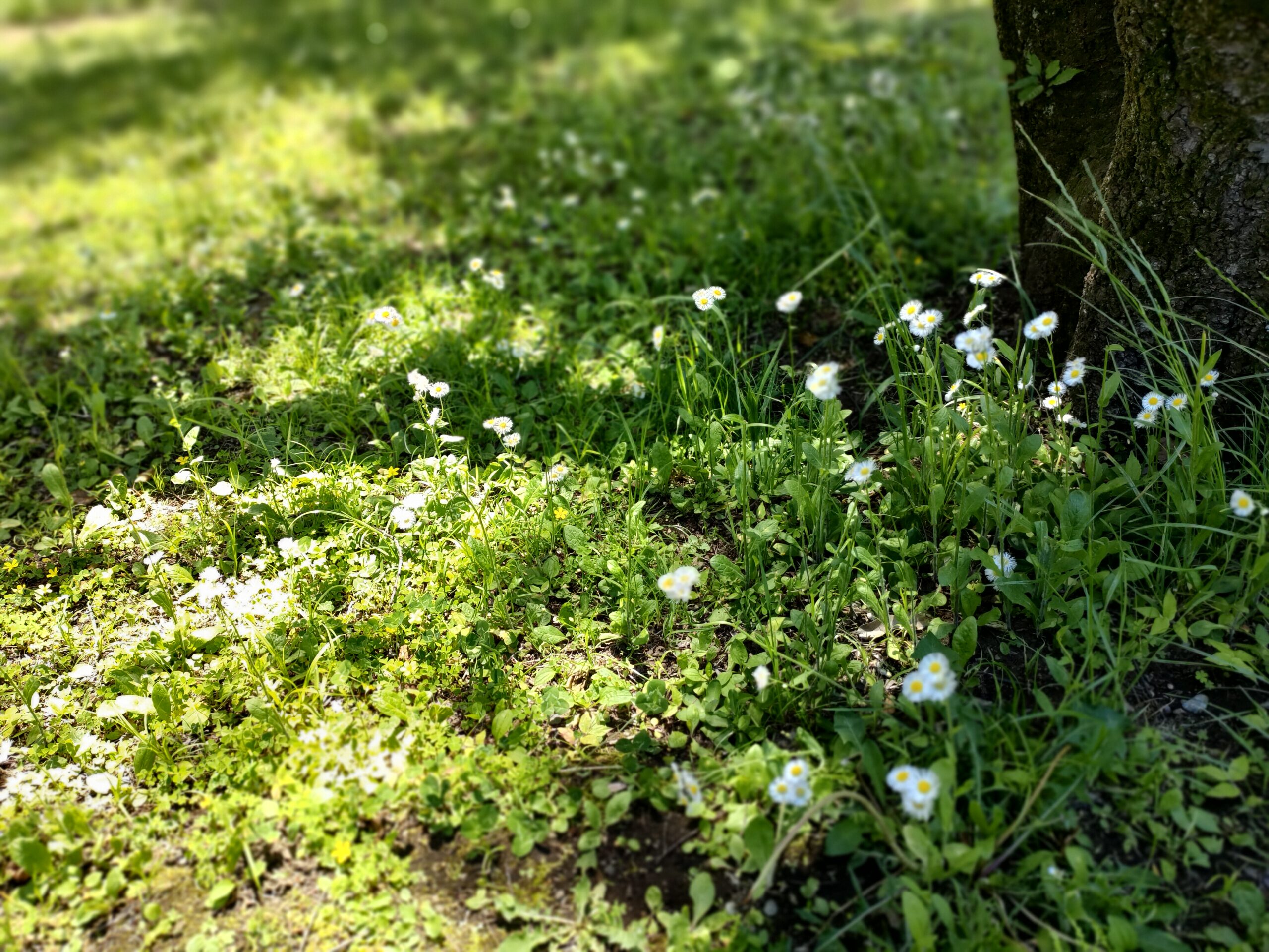 公園の木の根元に咲く草花とやわらかな陽光