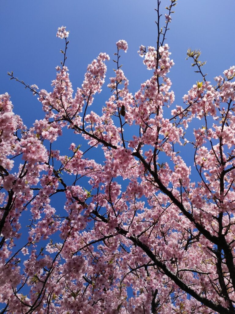 桜を見ながら子どもたちと過ごした春のひととき
