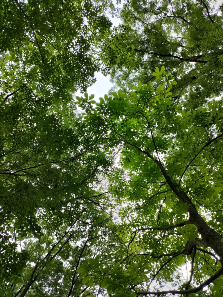 梅雨空の下で風に揺れる公園の木の葉