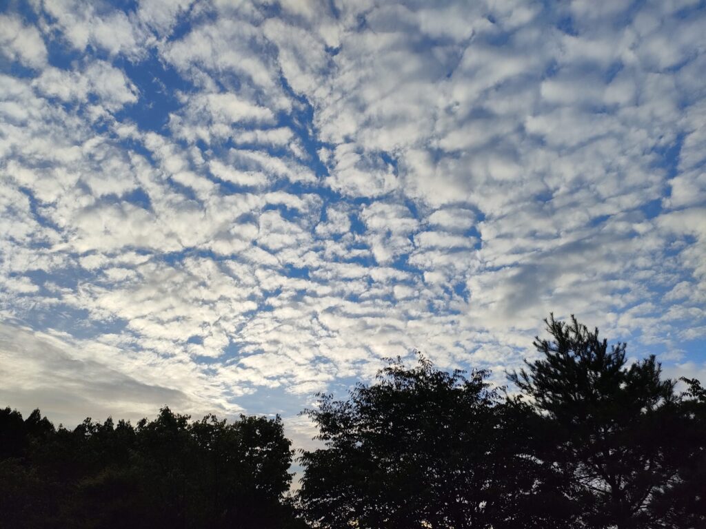 夕暮れの鱗雲の空と木々