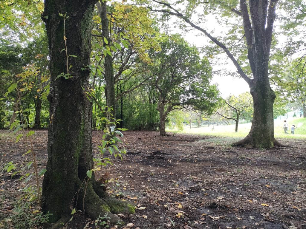 シートに座って見た公園の木々