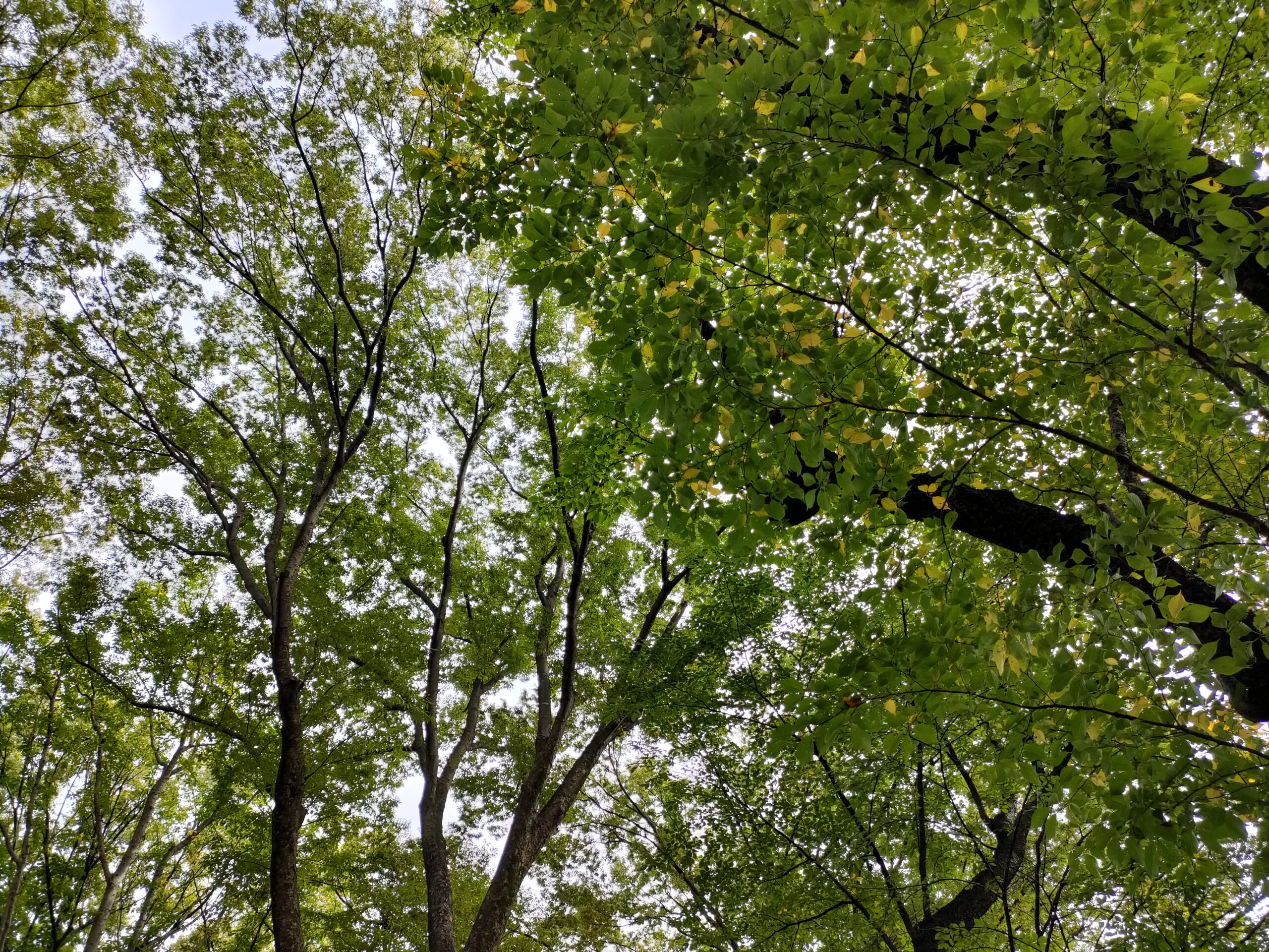 曇り空を覆うように広がる木々の葉