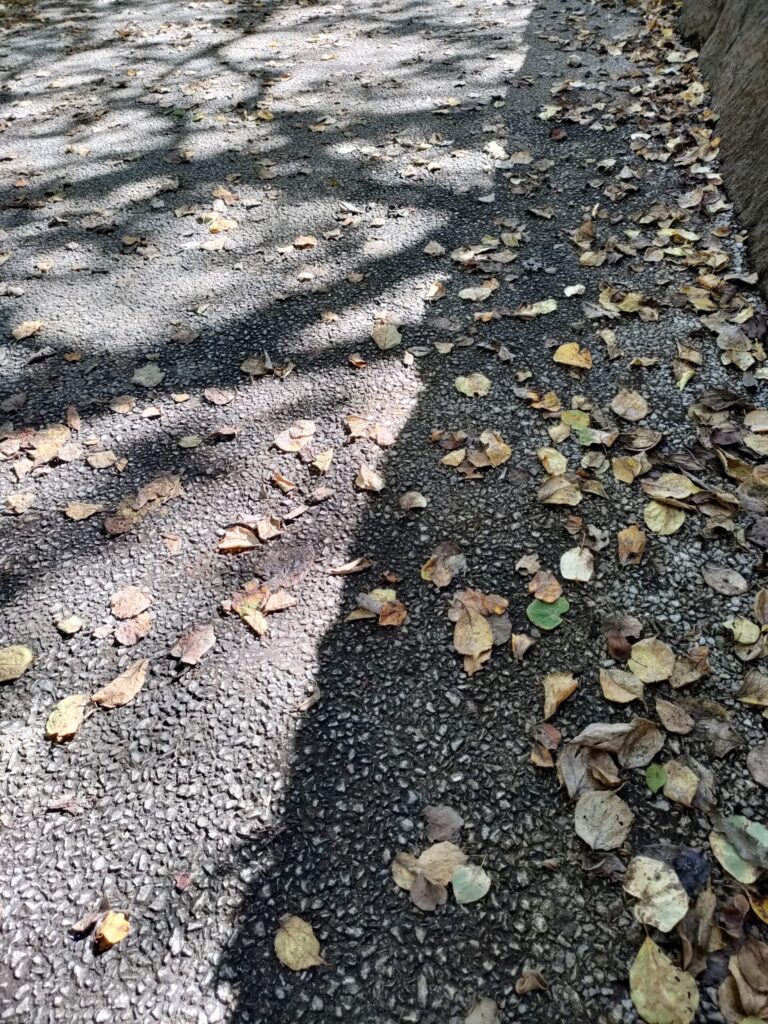  落ち葉が散った道に木の影と陽の光が差し込む秋の風景